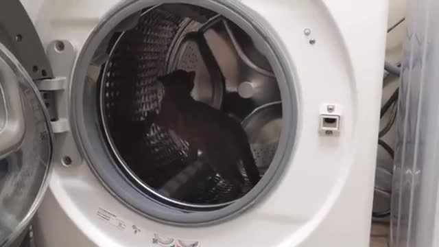 Bombay Runs in washing machine like hamster wheel ..cat..cats