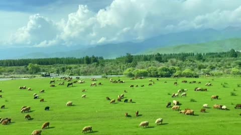 Green grasslands and flocks