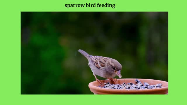 sparrow bird feeding