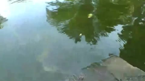 Shy turtles just show their heads in the lake of the park [Nature & Animals]