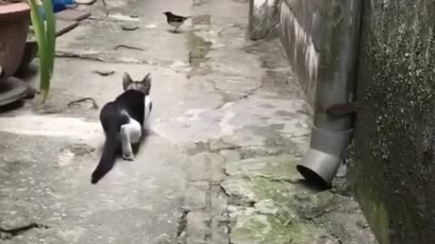 A Cat Hunting!