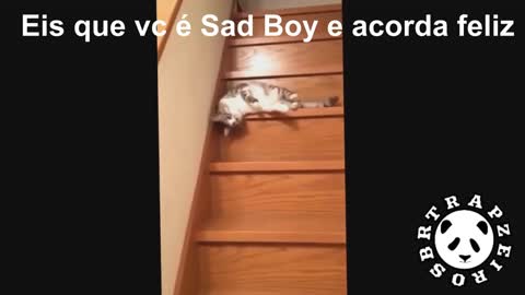 cat teaches you how not to go down the stairs