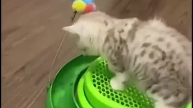 It's time for activity ~ # cute cat # cute pet # cat