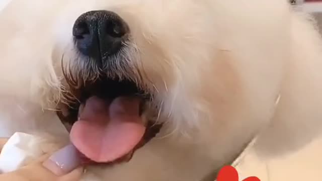 #omg just look its cute face|amazing dog you never seen