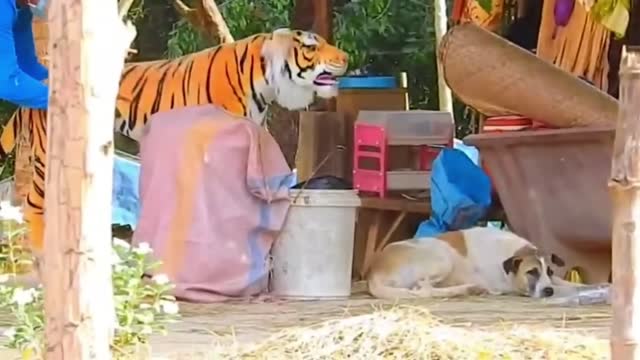 Huge Box Prank to dog & Huge Box Prank to dog