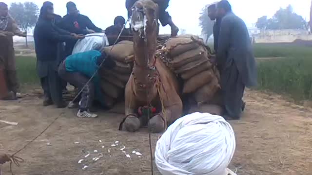 Khan SHAHSHI KHAN FROM DADYAAL AJK camel weight lifting 34 man