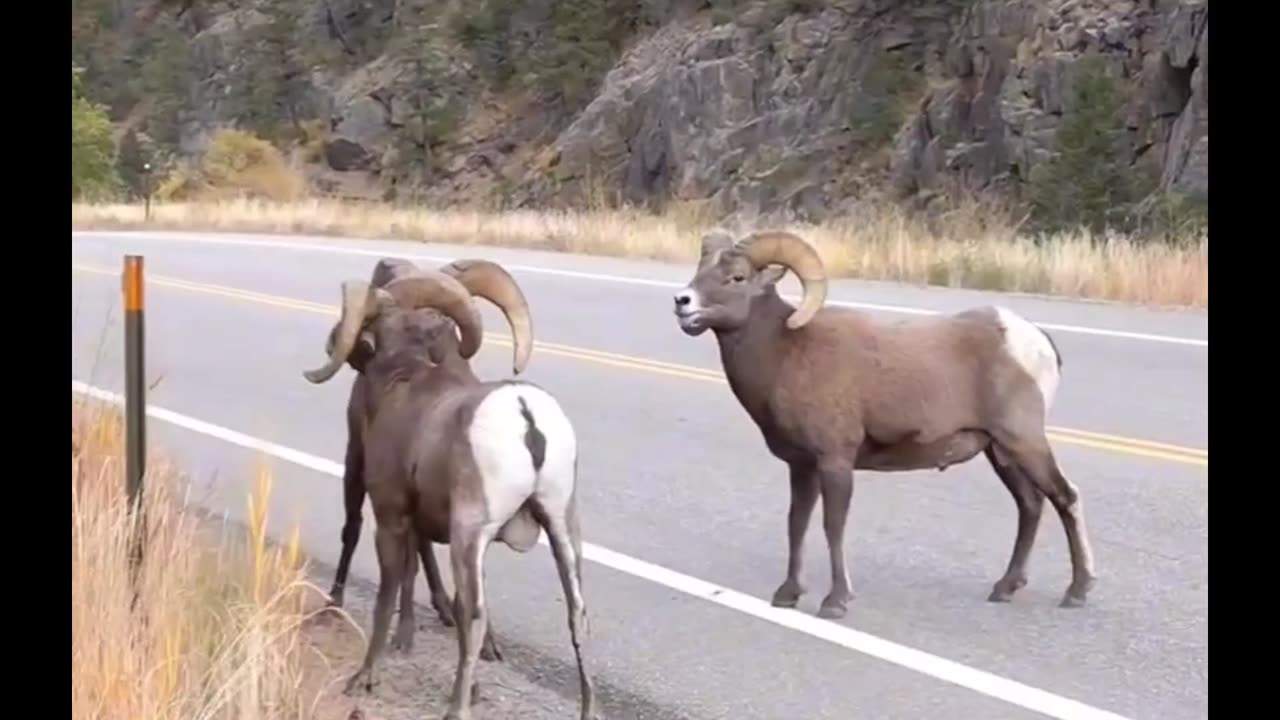 Big Horn Rams Butting Heads