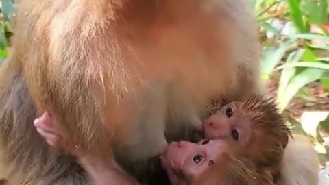 Monkeys are beautiful animals to be with