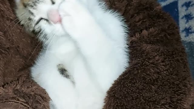 A cat grooming in wife's arms.