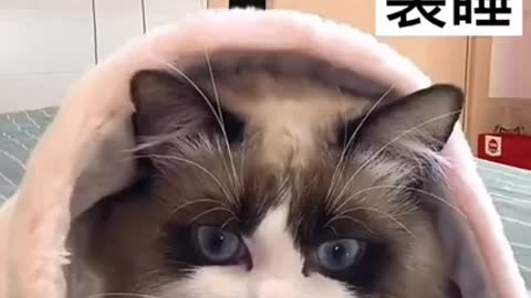 Cat using phone hiding from his owner