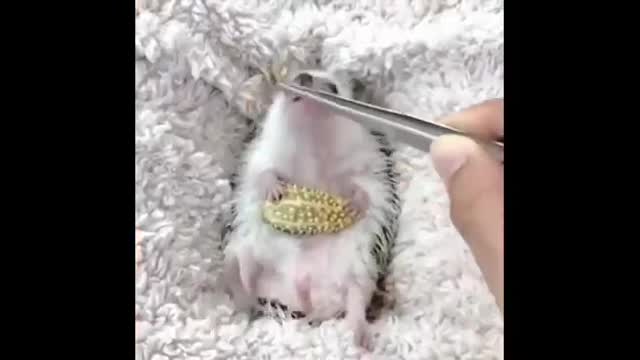 Animals that are cute and adorable