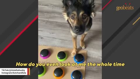 Try Not to Laugh - Puppies Edition #33
