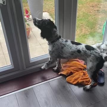 Dog is furious when cat enters the garden