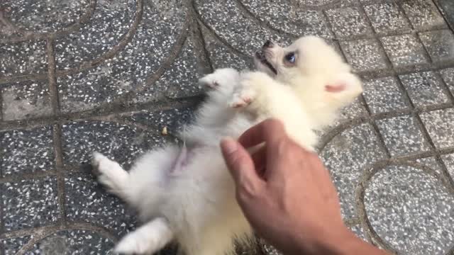 Cute Pomeranian Puppy reaction when they meet with a stranger