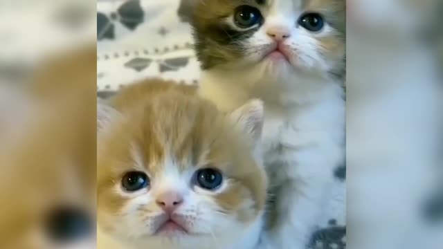 Cute and beautiful baby Cat shortvideo