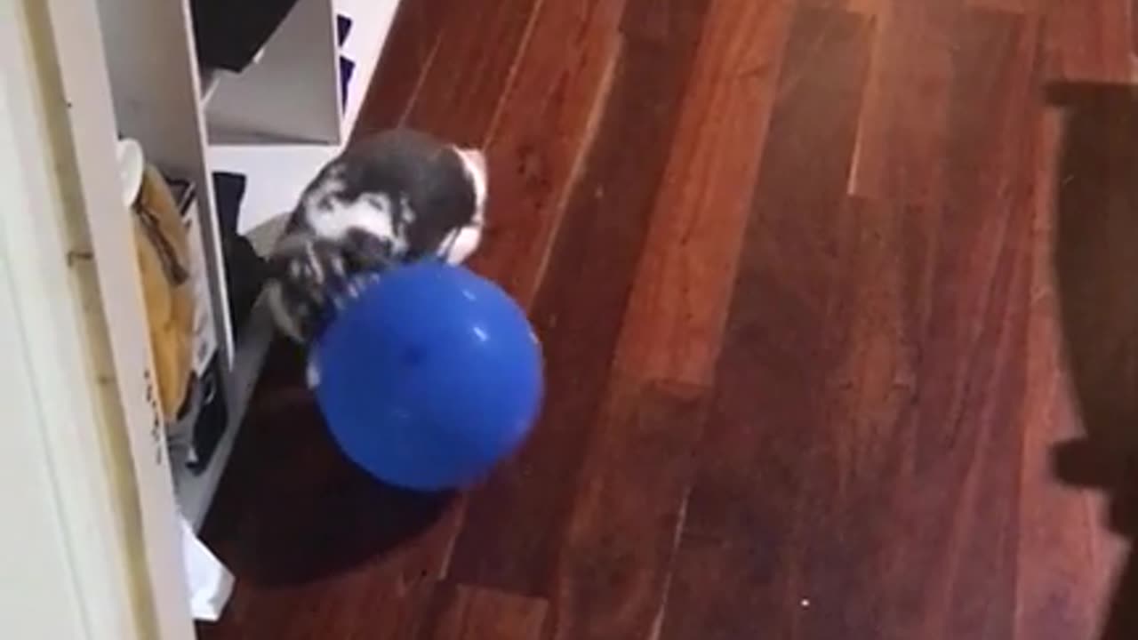 Bunny Enjoys Chasing Balloons Around the House.