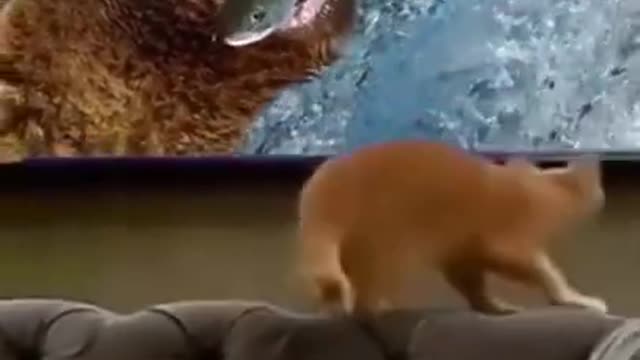 .🤣🤣🤣 watch till end from tiktok @wafamuzammil3 #shorts