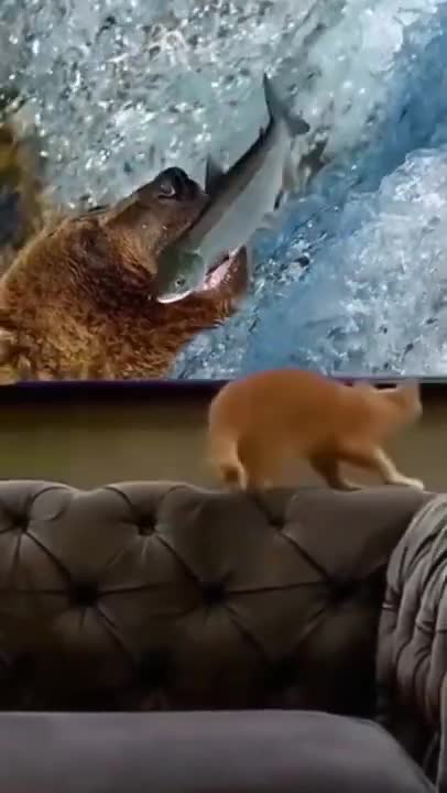 .🤣🤣🤣 watch till end from tiktok @wafamuzammil3 #shorts