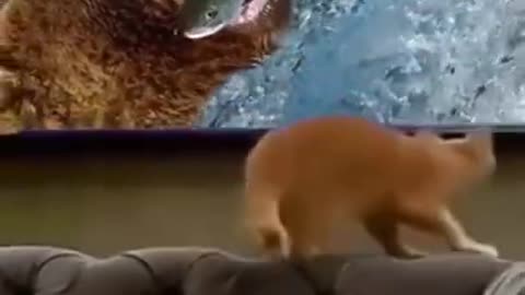 .🤣🤣🤣 watch till end from tiktok @wafamuzammil3 #shorts