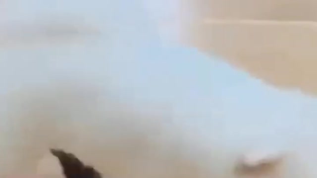 Funny Animal Video