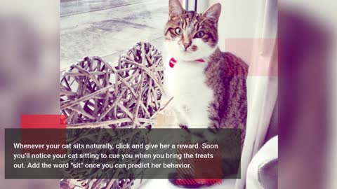 ♥♥♥ Cute Cat Training ♥♥♥