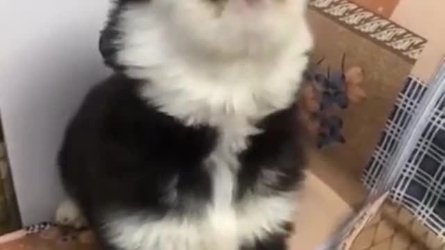 So cute husky puppies howling cry