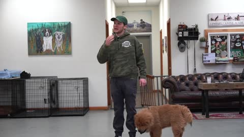 How to train your puppy not to pull on the leash- Dog training