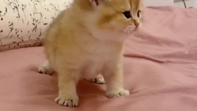 Super Cute Cat Meowing #Shorts