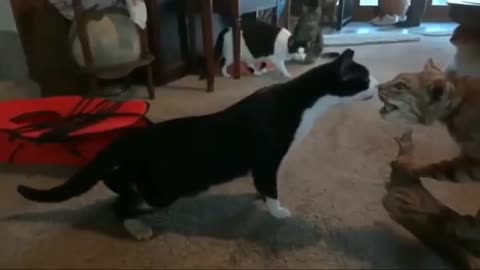 NON-STOP FUNNY MOVEMENT OF CAT PART#6