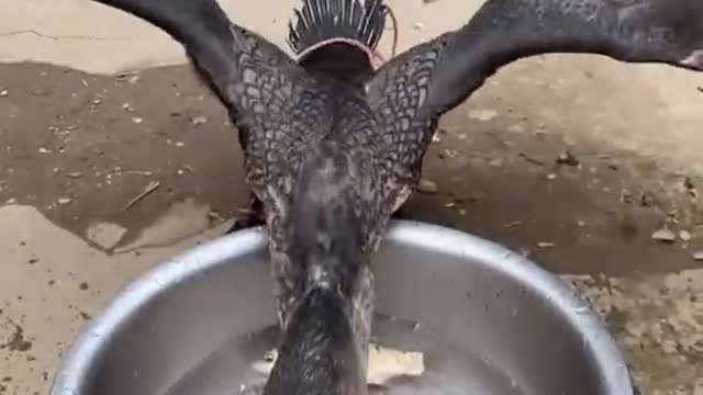 Great Cormorant is a bird that eat the whole fish instantly