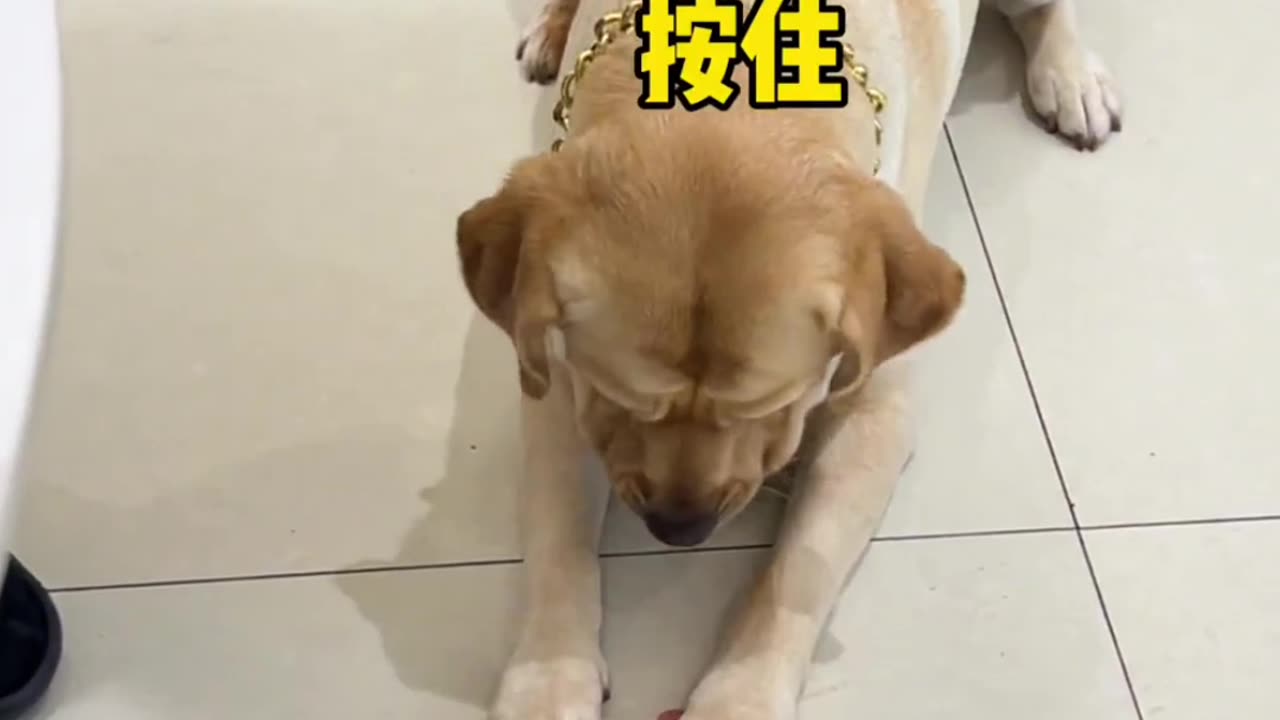 Dog funny video