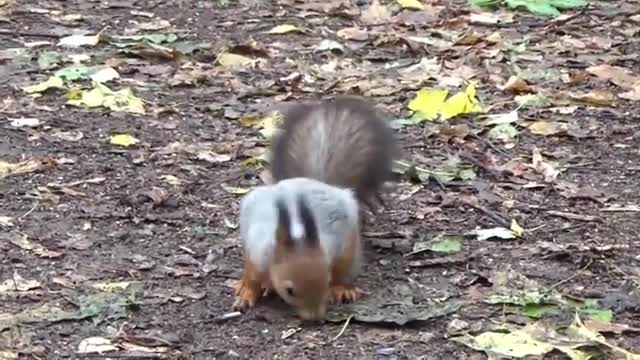 A Day with Squirrel, Beautiful, Squirrel, Calm, Music, cute animals, funny animals, Keplerica