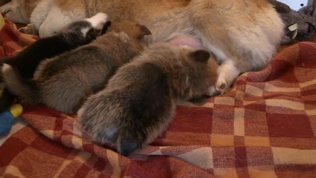 Corgi Dog Feeding Puppy Pet Animals