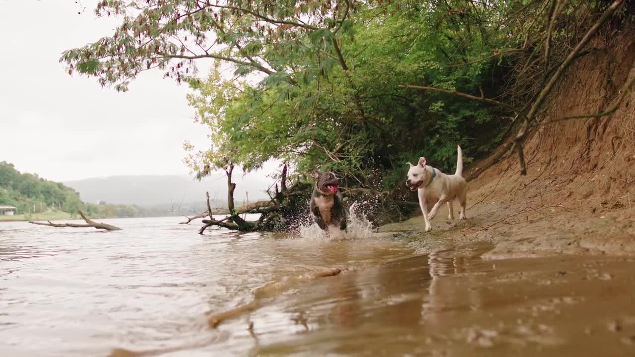 Happy Dogs Playing in the Water