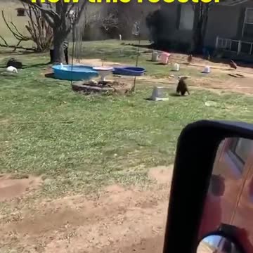 For ALL Animal Lovers!!!!!