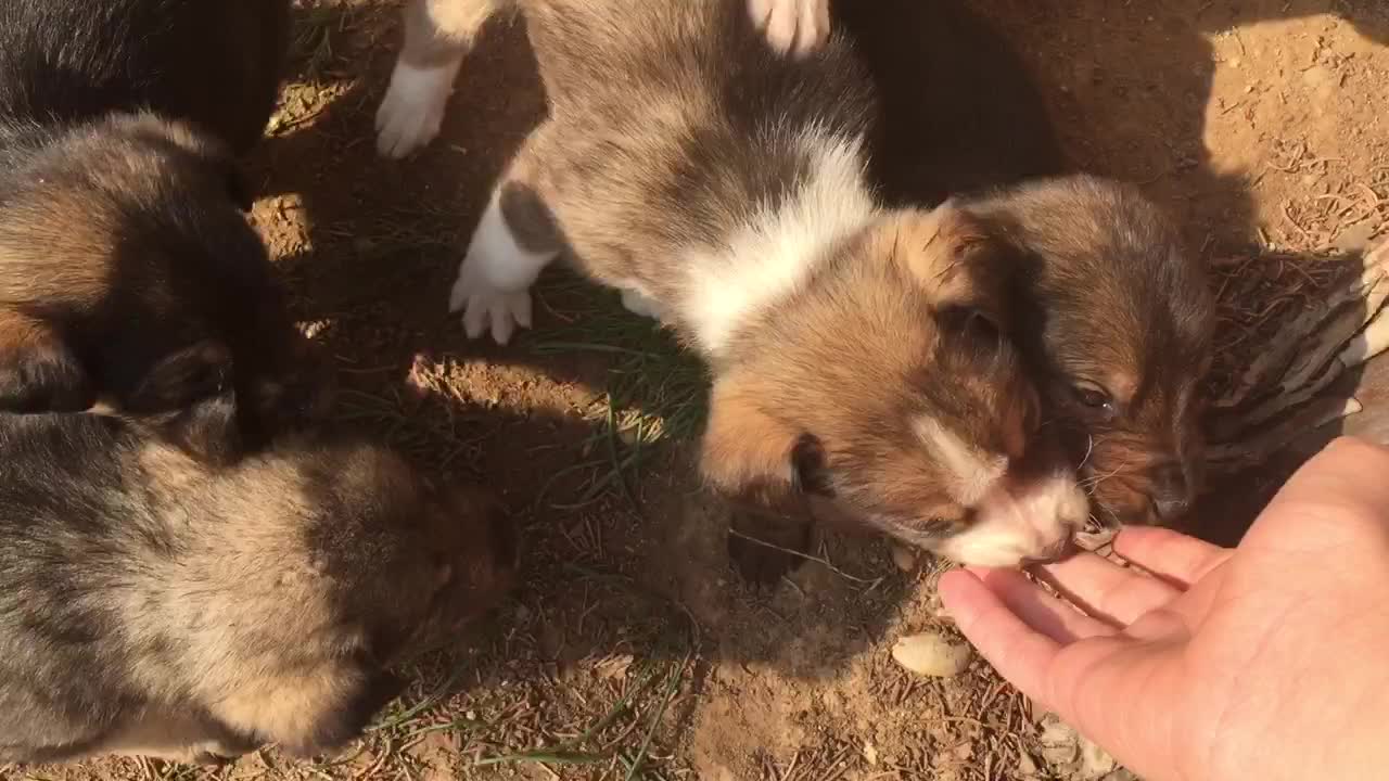 Puppies on the yard in the morning