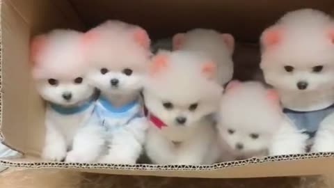 How many cute puppies are there