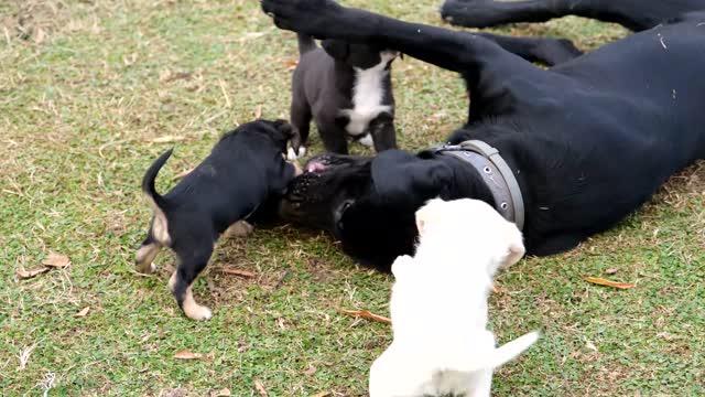 Dog Chewing a Bone