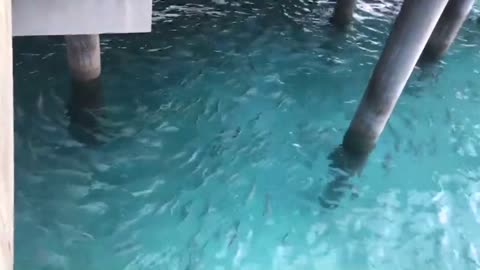 Look, a lot of small fish