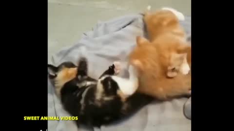 Funny & enjoyable cat moments