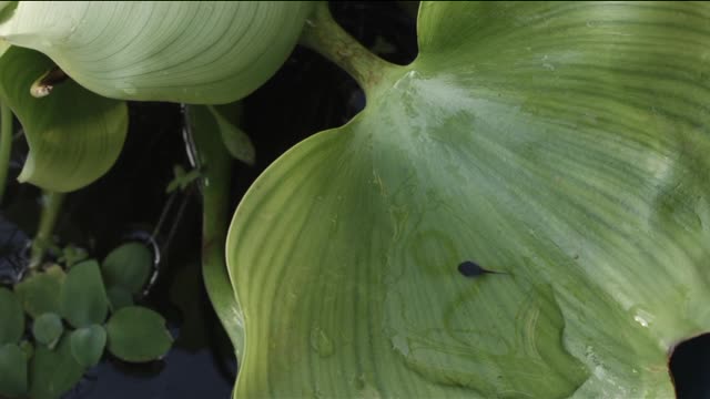 Tadpoles water hyacinth is very small.