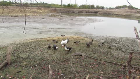 Pond Makeover