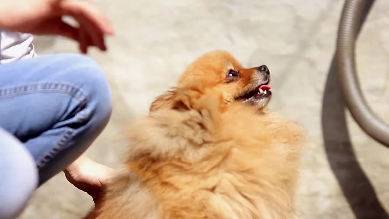 A girl stroking a pomeranian dog