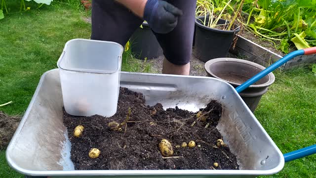 Container Potato Harvest, Bucket Potato Reveal No.2 Ant Attack