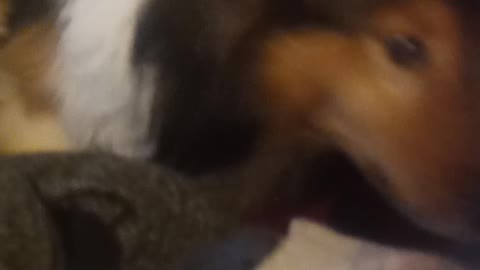 The Ole Sheltie side eye