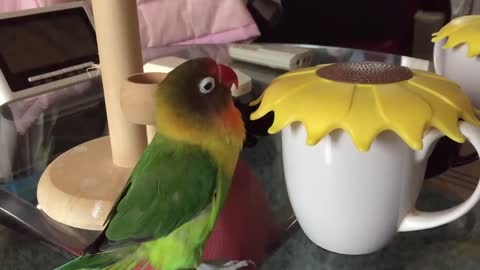 Cute and funny parrots going crazy 2021 compilation