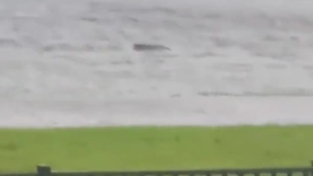 Video of shark swimming in Florida neighbourhood confirmed to be real