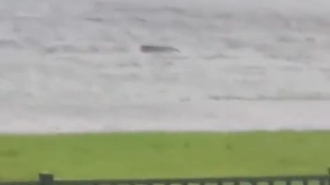 Video of shark swimming in Florida neighbourhood confirmed to be real
