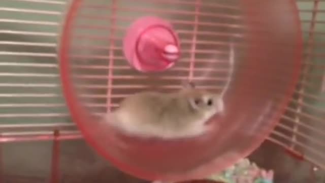 HILARIOUS HAMSTER WHEEL FAIL