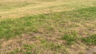 Garden 2